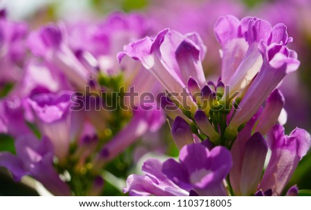 Garlic vine purple color flowers close up green leaves blur picture background