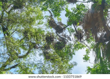 Many heron nesting on the big tree.