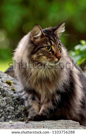 Young norwegian forest cat male sitting on stone