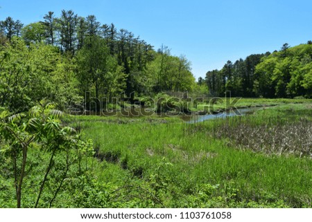 Estuary Landscape, Trees and Cattails, River