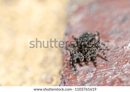 Little jumper spider