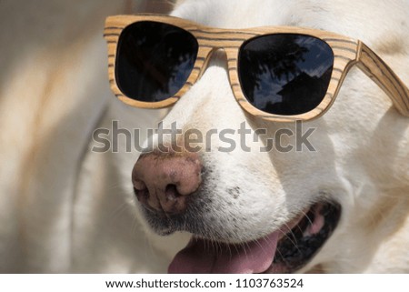 Yellow dog witj sunglases