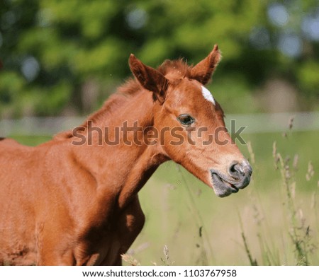 Head shot closeup of a young cute horse
