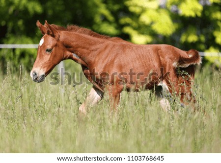 Thoroughbred chestnut horse foal runs across summer pasture