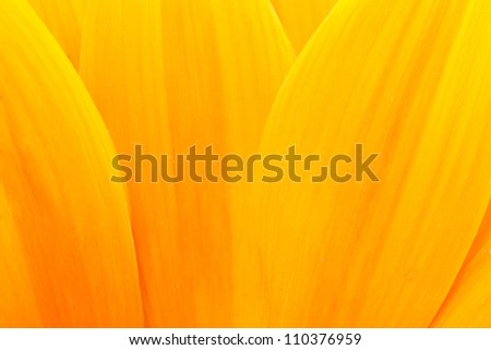 Extreme macro shot. Abstract background with sunflower petals