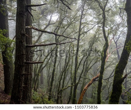 Moss grows on trees in the forrest while fog rolls through.