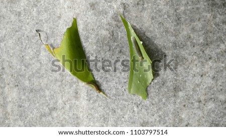 Leaves with worms. Gray marble background