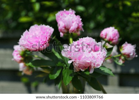 Professional photo of a beautiful bouquet of fresh pink peonies.