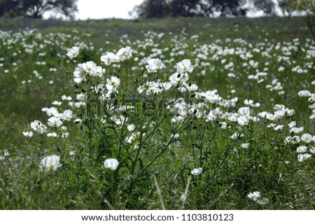 Field of White Poppies 
