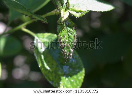 Aphids on the leaves of a tree.