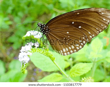 macro closeup of a beautiful tropical brown butterfly on a tree against bright forest green leaves