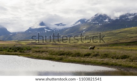 Wild horses on the shore near lake and mountain with green nature in Iceland