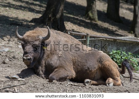 Bison (Buffalo) in captivity,ZOO,Romania,Targu Mures