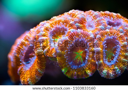 Acan coral colony Royalty-Free Stock Photo #1103833160