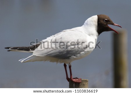 Black-headed gull (Latin name Larus ridibundus) perched on a post calling Royalty-Free Stock Photo #1103836619
