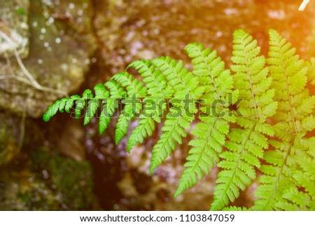 fern on the background of a creek, natural background