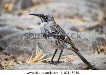 The Hood mockingbird (Mimus macdonaldi) also known as the Española mockingbird, on Isla Española in the Galapagos Islands