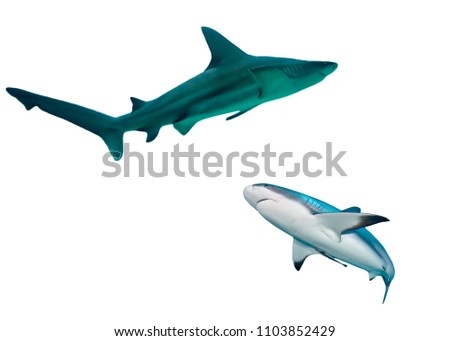 a large grey reef shark, Carcharhinus amblyrhynchos, showing the mouth and teeth and isolated on white background