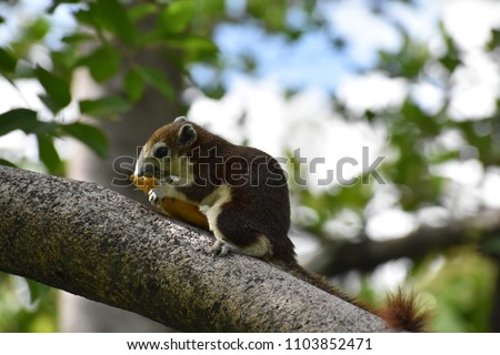 An image of a squirrel on tree