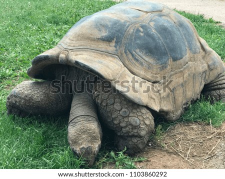 Giant tortoise at the zoo