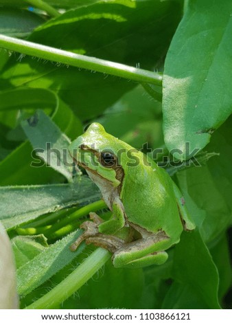Green & Frog