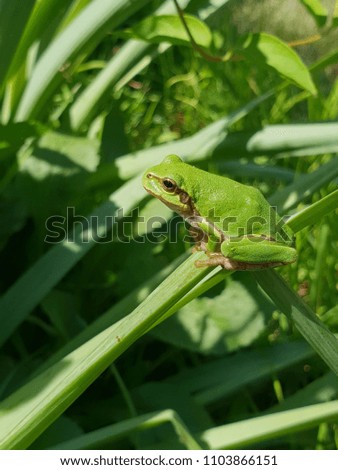 Green &  Frog