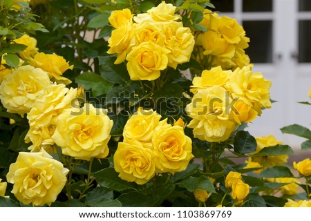 Yellow color rose bloomed in garden.
This picture is the blooms yellow color rose which is fascination.