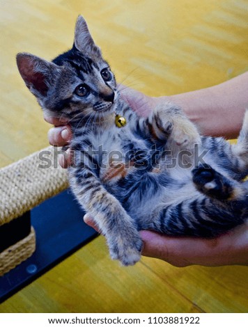 cute kitten in hands