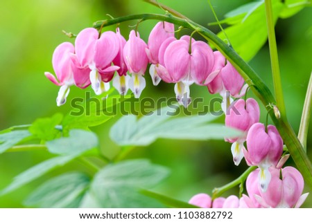 Beautiful flowers image