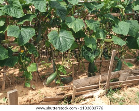 cucumber plant in the field