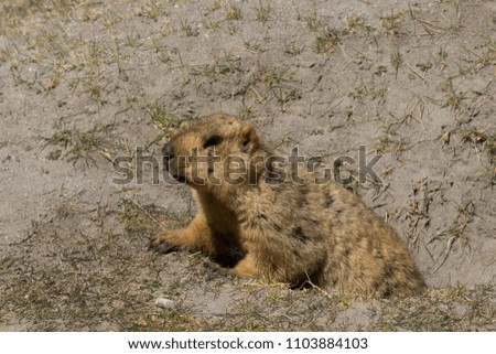 Himalayan Marmot at Pangong Lake Ladakh .India