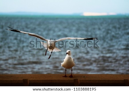 Seagull landing near ocean
