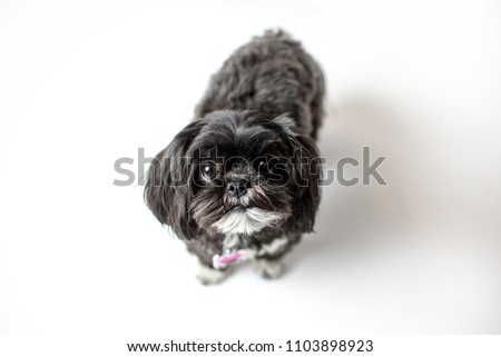 Adorable miniature shih tzu puppy dog, white and black with short fur
