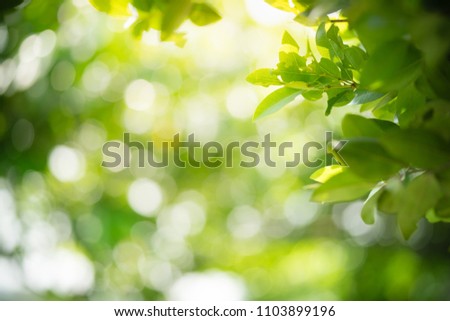 Nature of green leaf in garden at summer. Natural green leaves plants using as spring background cover page environment ecology or greenery wallpaper Royalty-Free Stock Photo #1103899196