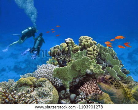 Divers and big sea turle underwater. Red Sea                               