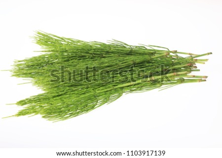 Medicinal plant, Equisetum arvense, the field horsetail or common horsetail Royalty-Free Stock Photo #1103917139
