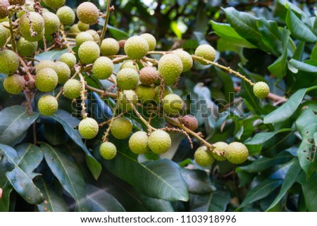 Young longan on the tree in the garden.