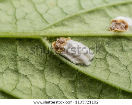 photo shows a closeup situation of hydrangea scale insect sucking on a leaf