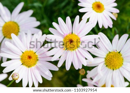 Closeup of white cape daisy. Flower background.
