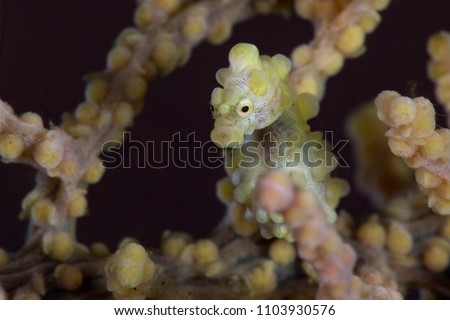 Pygmy seahorse  also known as Bargibant's seahorse (Hippocampus bargibanti). Picture was taken in Anilao, Philippines