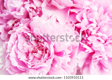 Beauty pink peony flowers as a nature background
