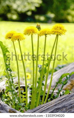 A group of dandelions yellow flowers in the garden or Park. Natural background, Wallpapers