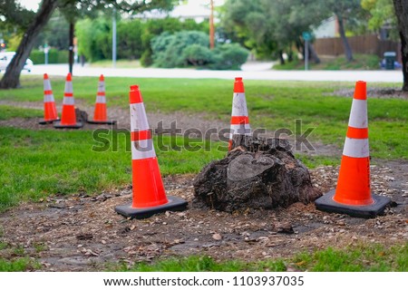 Orange traffic cones enclosing fresh-cut trunk of trees. Safety rules when cutting down trees. Warning signs cones cutting trees city 