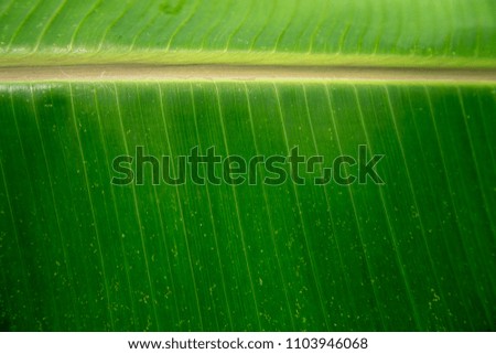 Abstract green banana leaf background