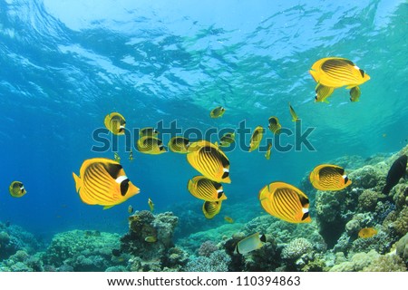 Coral Reef Scene with Red Sea Raccoon Butterflyfishes