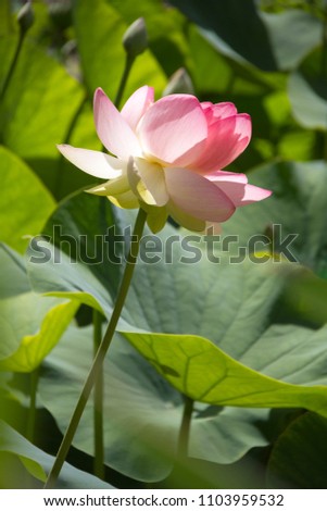 Sunlit open petaled pink lotus and background lotus buds in profile among green lotus leaves