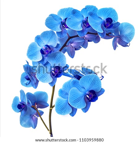 beautiful blue Orchid without background, bright blue Orchid flowers on a white background. isolate Royalty-Free Stock Photo #1103959880