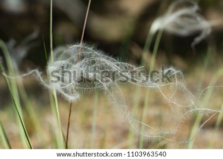 Clode up picture of feather grass in spring fields