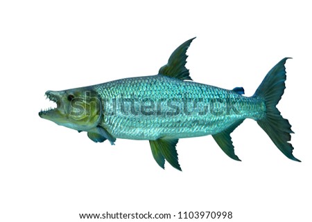 African Tiger Fish isolated on white background, selective focus. Clipping path included.