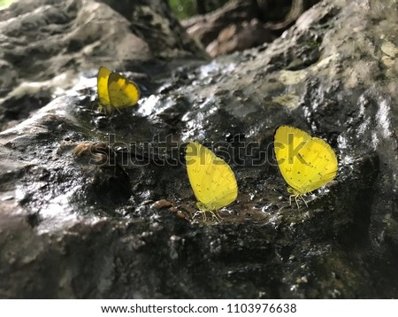 Yellow butterfly on the stone at the waterfall. 